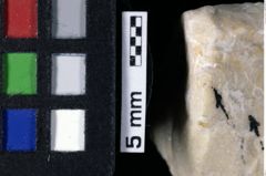 Foto (Detailansicht) von Munitheites sp. (NHMW-GEO-1990-0041-0176)